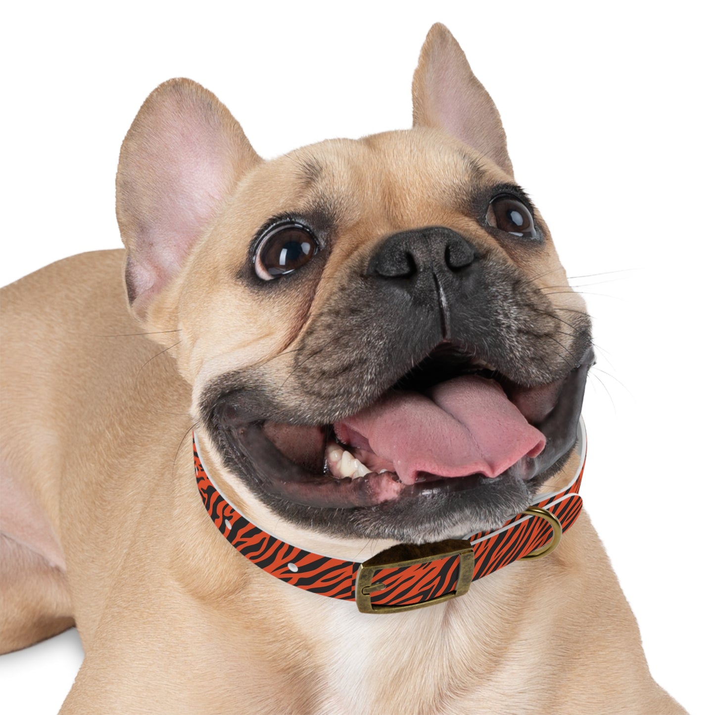 Tiger Stripe Dog Collar